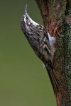 Boomkruiper (Certhia brachydactyla), Ermelo
